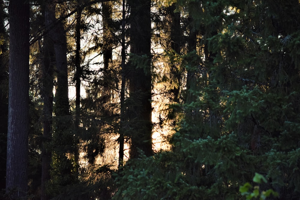 the sun is shining through the trees in the forest