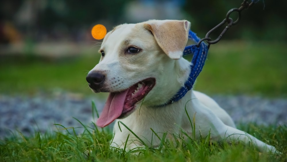 a white dog with a blue leash laying in the grass