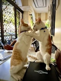 Two cats sitting on their hind legs with their front paws touching while facing each other in a cafe. One cat is wearing a blue collar, and the other is wearing a purple collar. In the background, there are chairs, tables, and a person holding a smartphone.
