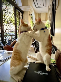 Two cats sitting on their hind legs with their front paws touching while facing each other in a cafe. One cat is wearing a blue collar, and the other is wearing a purple collar. In the background, there are chairs, tables, and a person holding a smartphone.