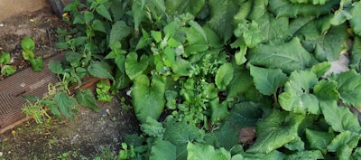 A variety of green plants and weeds are growing densely on the ground. Some leaves are large and broad, while others are smaller with jagged edges. A brown mat or grate is partially visible on the left side.