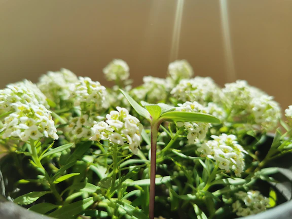 A warm, sunlit close-up of blooming flowers symbolizing growth and new beginnings.