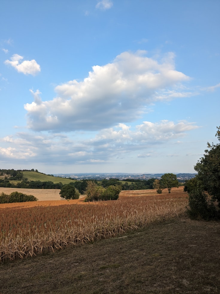 Un paysage vu sur le ciel et un grand champ de maïs.