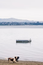 A calm lakeside spot perfect for relaxing with your furry friend.