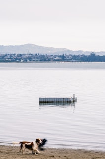 A serene lakeside scene with a floating dock in calm waters. The background features a distant view of hills and a small town along the shoreline. A dog playfully runs along the sandy beach in the foreground.