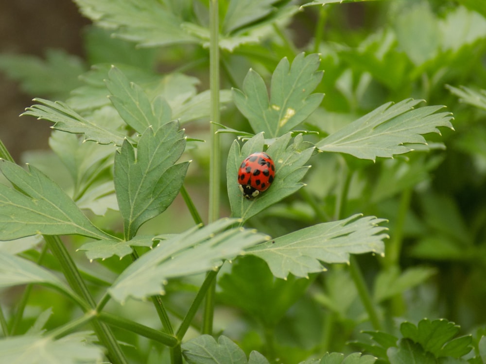 Una lady bug sentada encima de una planta de hoja verde