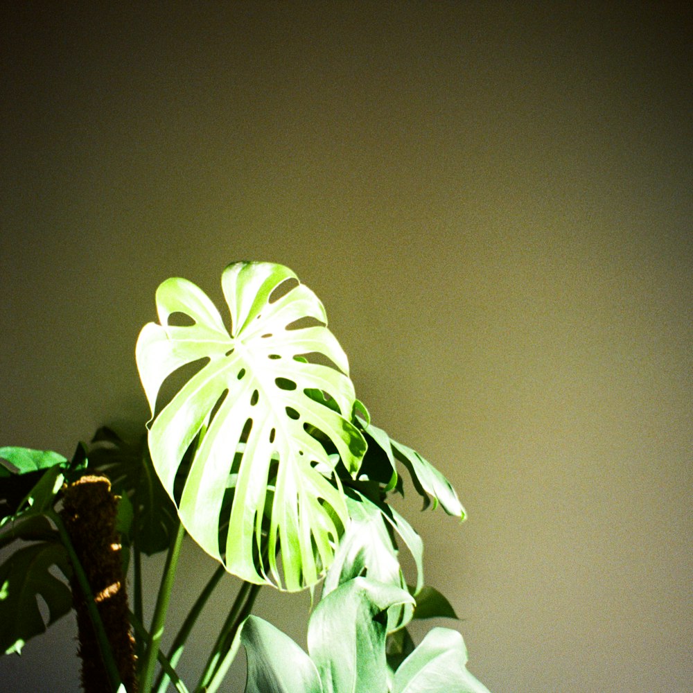 a green plant in a white vase on a table