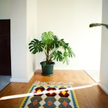 A bright green monstera plant in a terracotta pot on a wooden floor.
