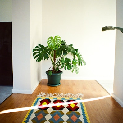 A bright green monstera plant in a terracotta pot on a wooden floor.