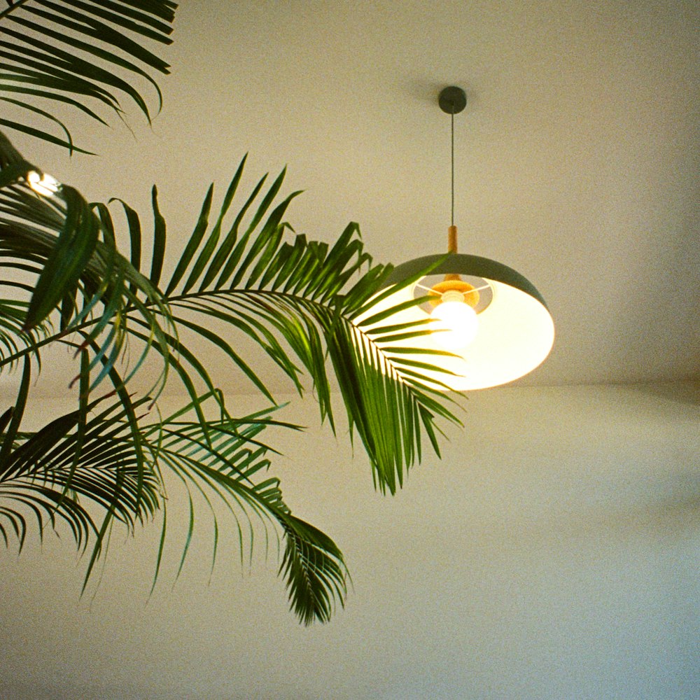 a green plant hanging from a ceiling light