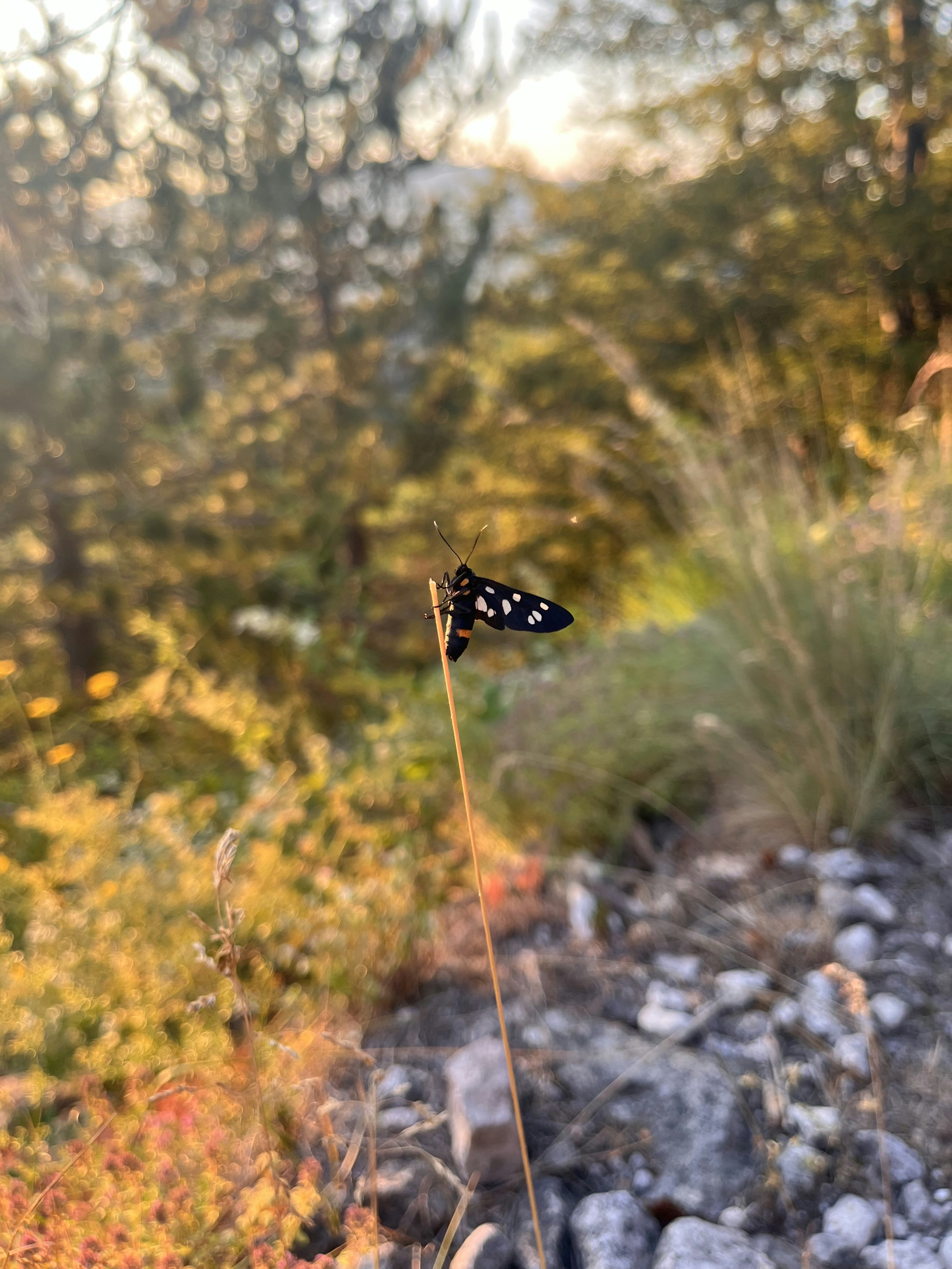 Shiroka Laka: Traditional Revival Architecture Village