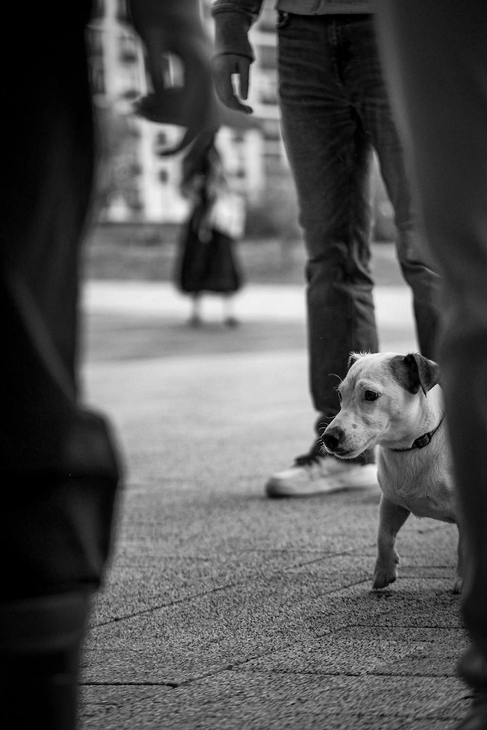 a small white dog standing next to a group of people