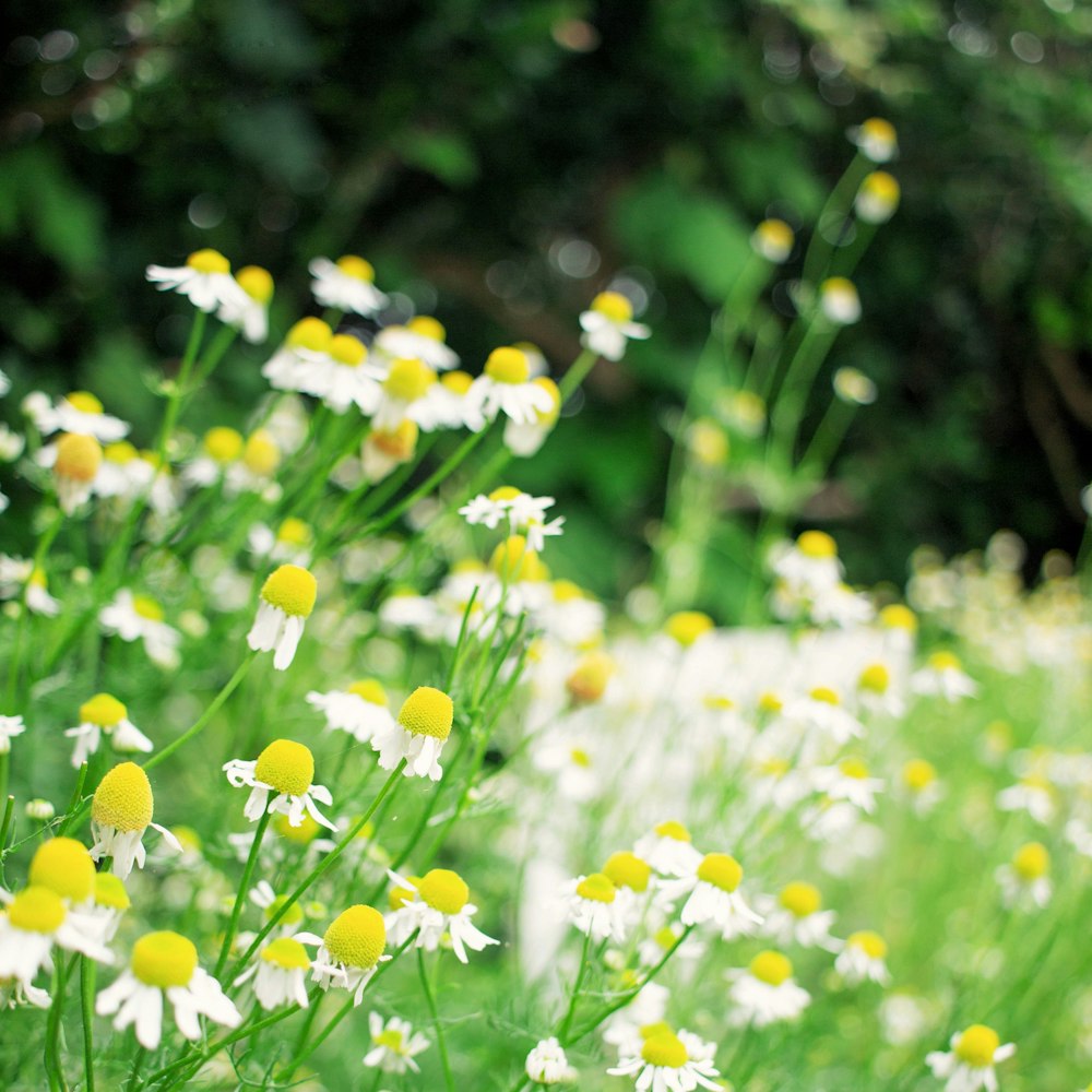 um campo cheio de flores brancas e amarelas