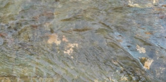 Rippling water flows over a rocky streambed. The surface captures light, creating a shimmering effect, while submerged stones vary in color and shape beneath the gentle current.
