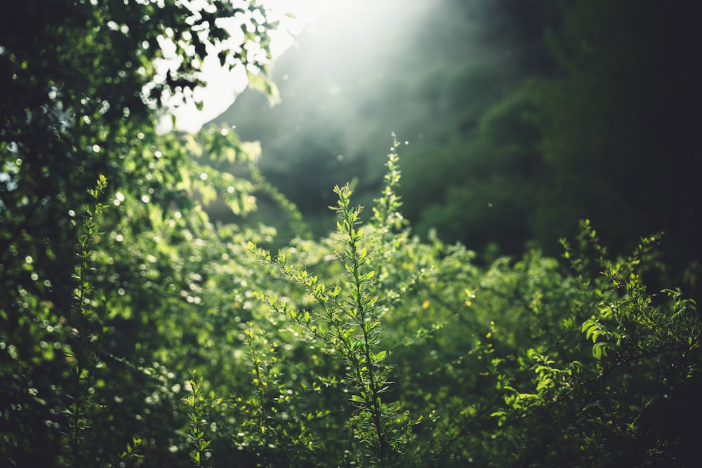 the sun shines through the trees in the forest