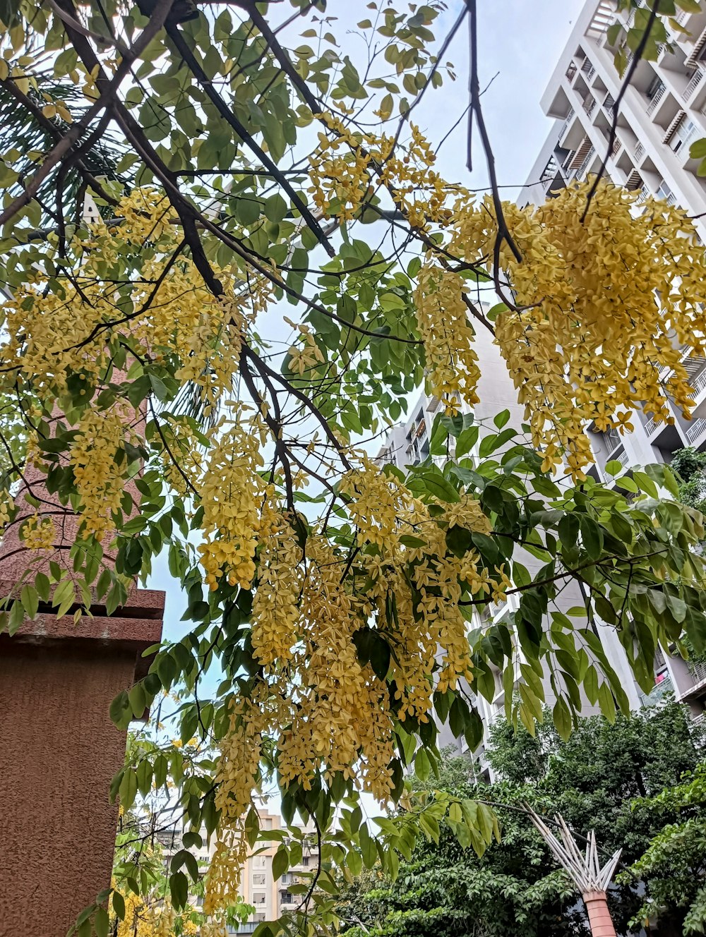 a tree with yellow flowers in front of a building