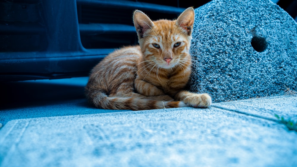 岩の隣の地面に横たわるオレンジ色の猫