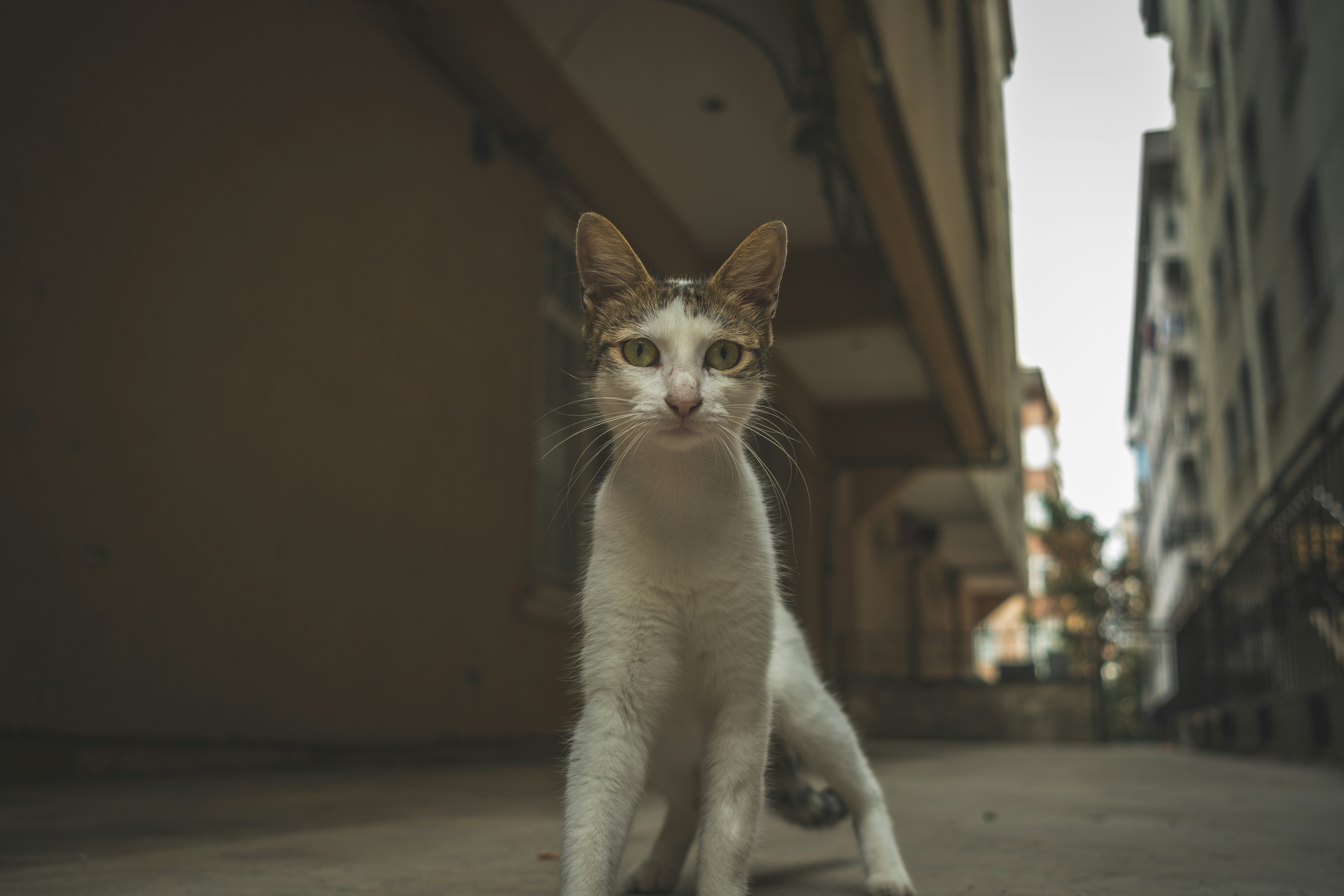 photo-1692428489469-5b2d1e3d49a3?ixid=M3wxMjA3fDB8MXxzZWFyY2h8MTZ8fDElMjBjaGF0JTIwYXZlfGVufDB8fHx8MTc0NTc3NzY1NXww\u0026ixlib=rb-4.0.3