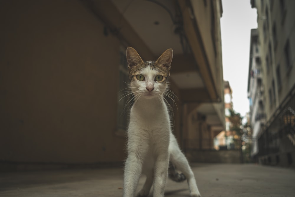 a white and brown cat sitting on the ground