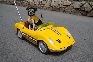 A friendly VTC driver Jean Pierre with his calm Shih Tzu Rocky waiting by a sleek electric car in Paris.