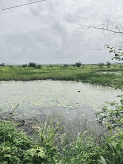 A serene lotus pond surrounded by greenery, reflecting the blue sky.