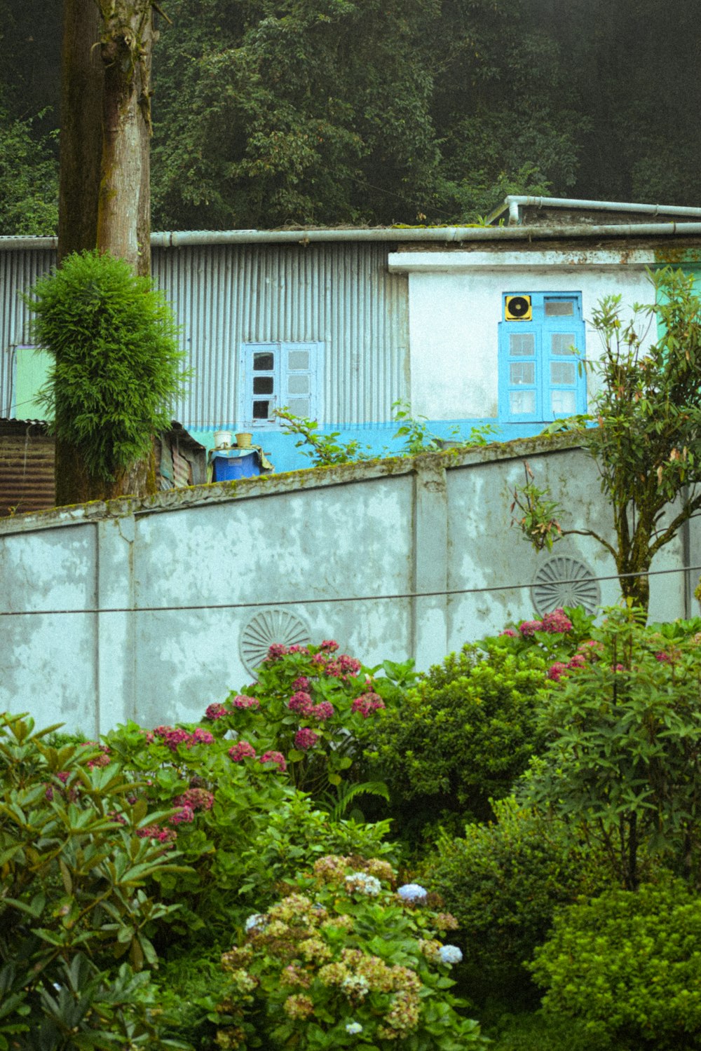 a white building with a blue window surrounded by greenery