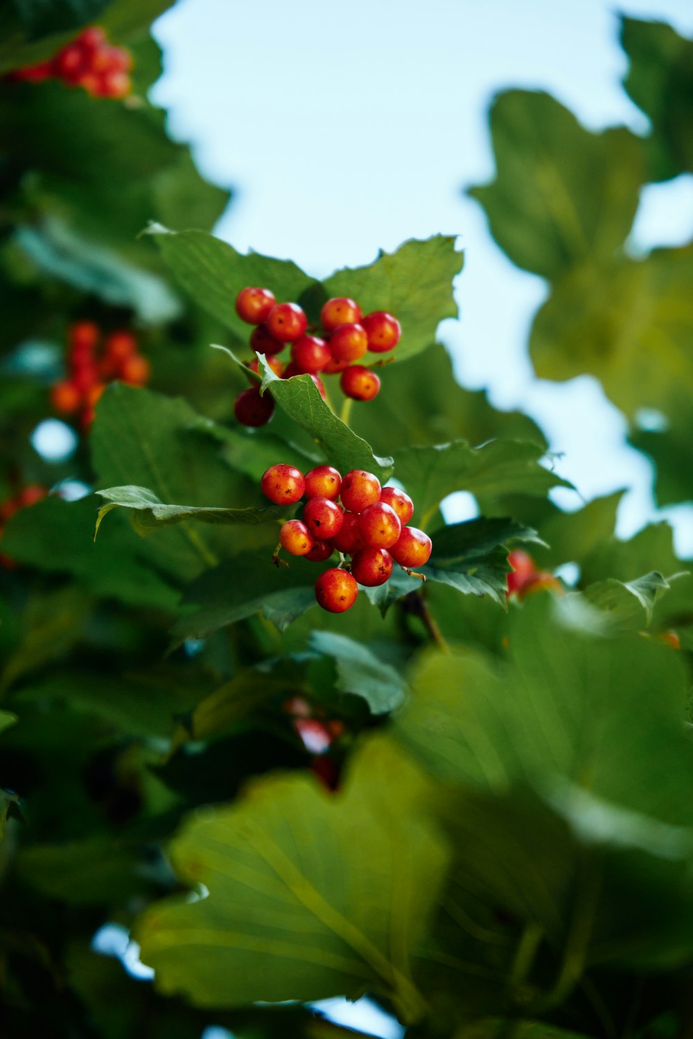 a branch of holly with red berries and green leaves