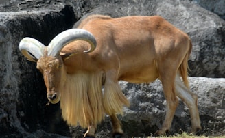 A large goat-like animal with long, curved horns and a prominent beard. The animal has a light brown coat and is standing against a rocky background.