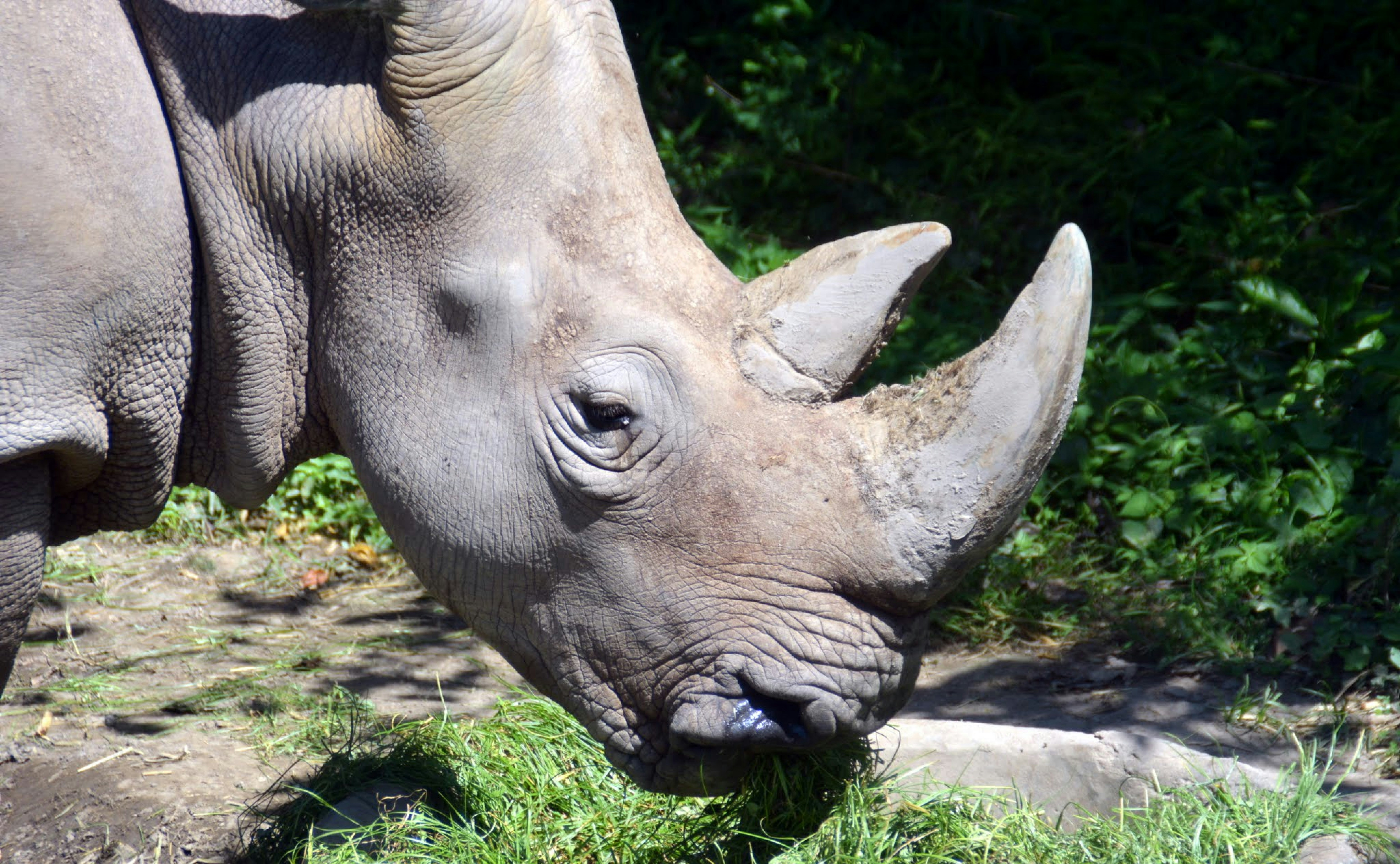 a close up of a rhino eating grass