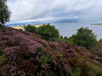 A scenic landscape with a hillside covered in lush heather and ferns, overlooking a large body of water under a cloudy sky. In the distance, fields and rolling hills are visible across the water, adding to the expansive view.