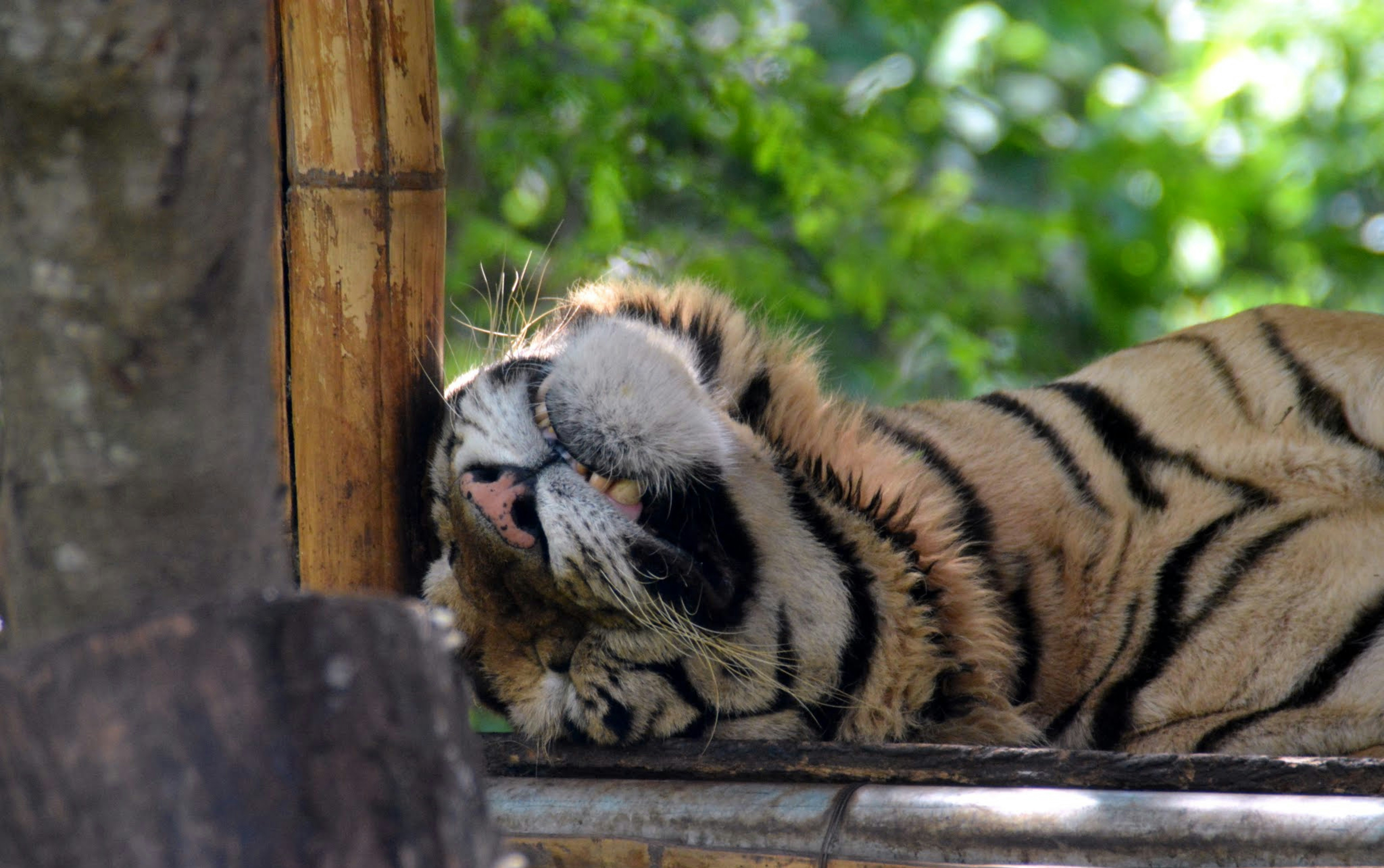 Grief in the Jungle (image credits: unsplash)