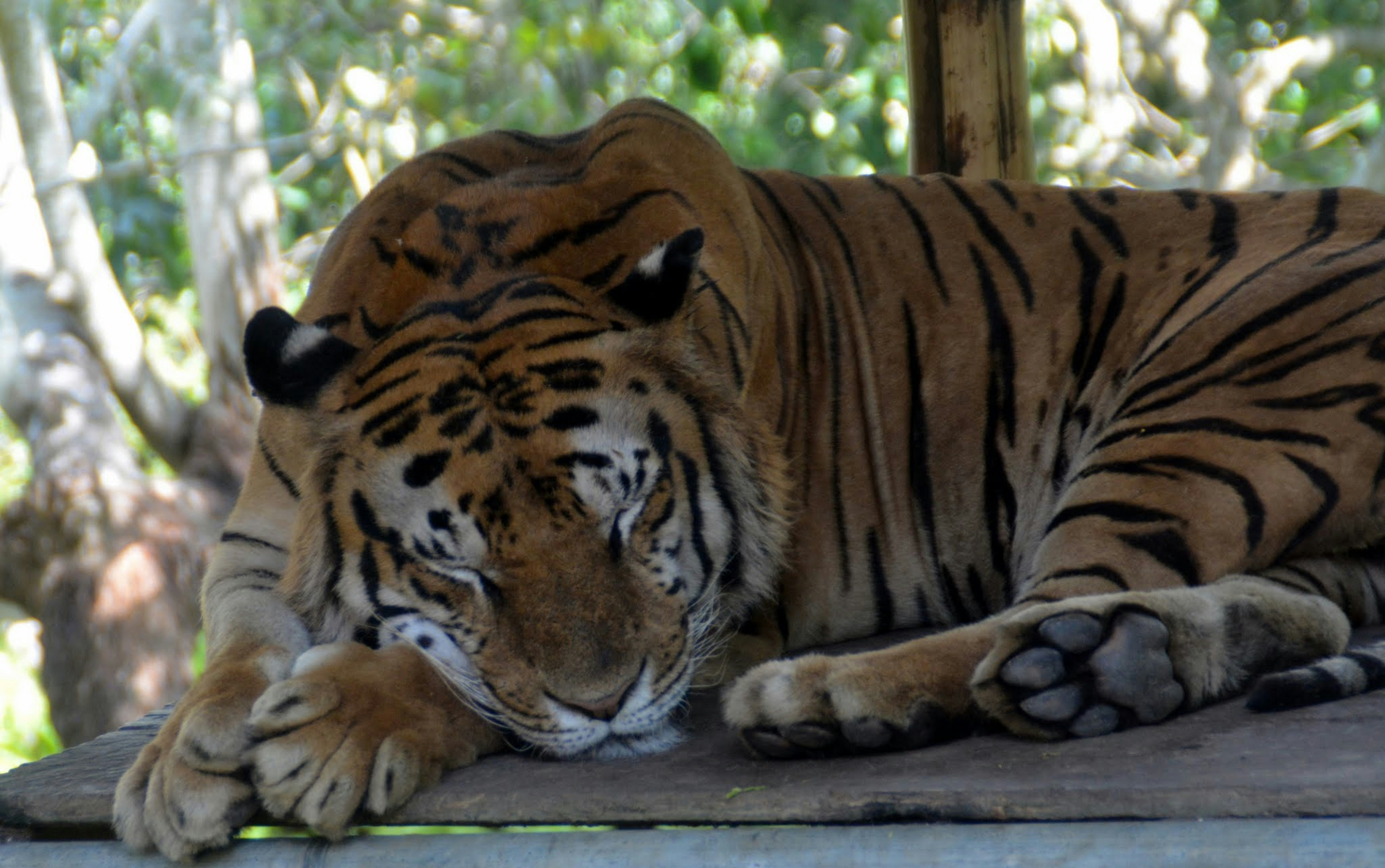 Un gran tigre acostado encima de una plataforma de madera foto – Imagen de  Animal gratuita en Unsplash, image size:3000x1880