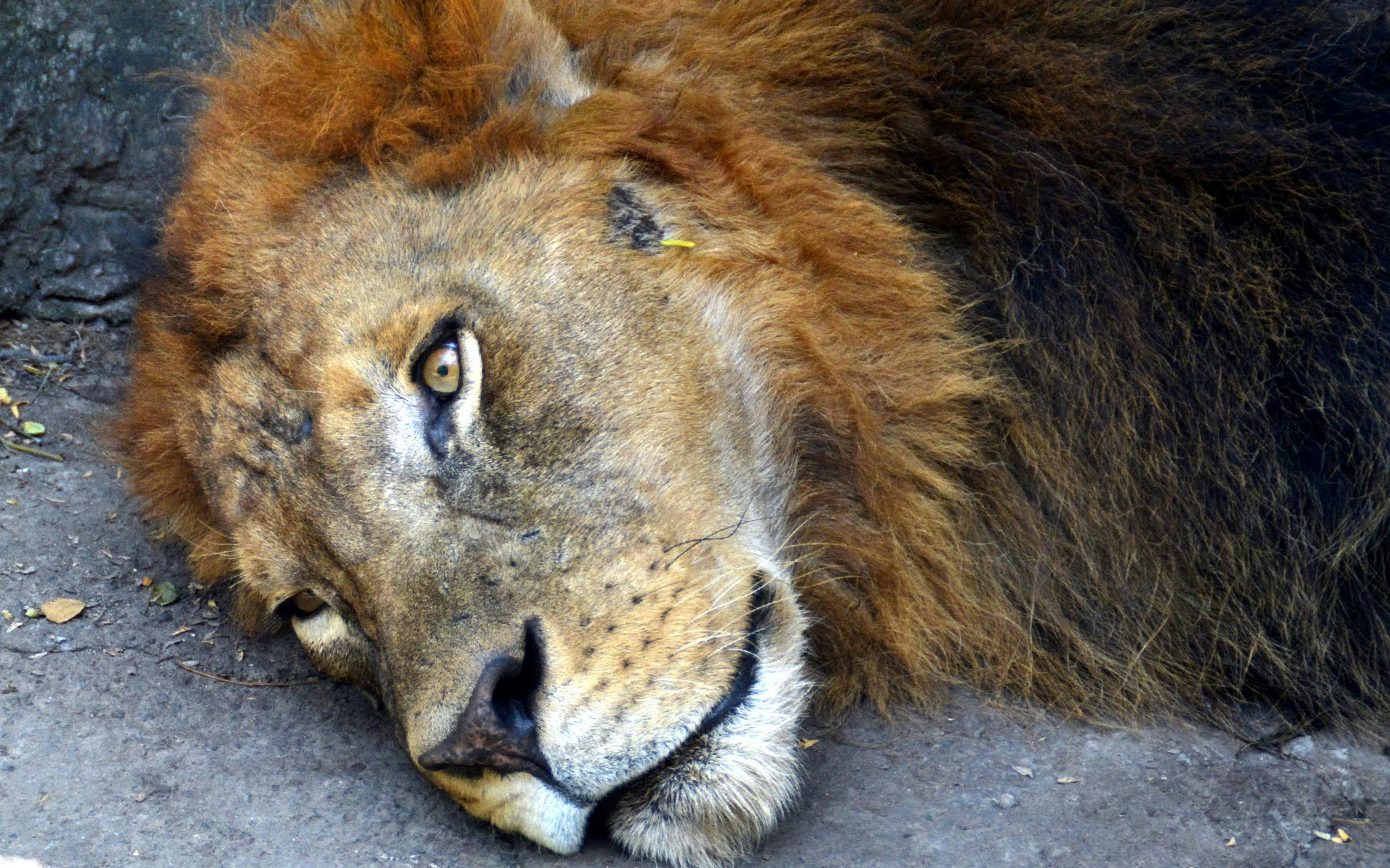 Eating Patterns: Loss of Appetite (image credits: unsplash)