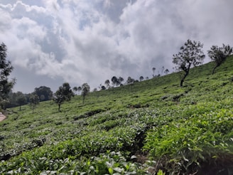 A lush, rolling hillside is covered with vibrant green tea plants under a partly cloudy sky. Tall, slender trees are evenly spaced throughout the plantation, adding depth and texture to the scene.