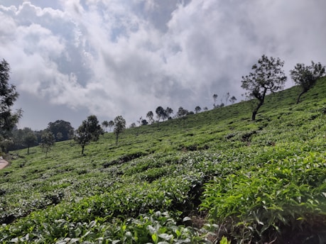 A lush, rolling hillside is covered with vibrant green tea plants under a partly cloudy sky. Tall, slender trees are evenly spaced throughout the plantation, adding depth and texture to the scene.