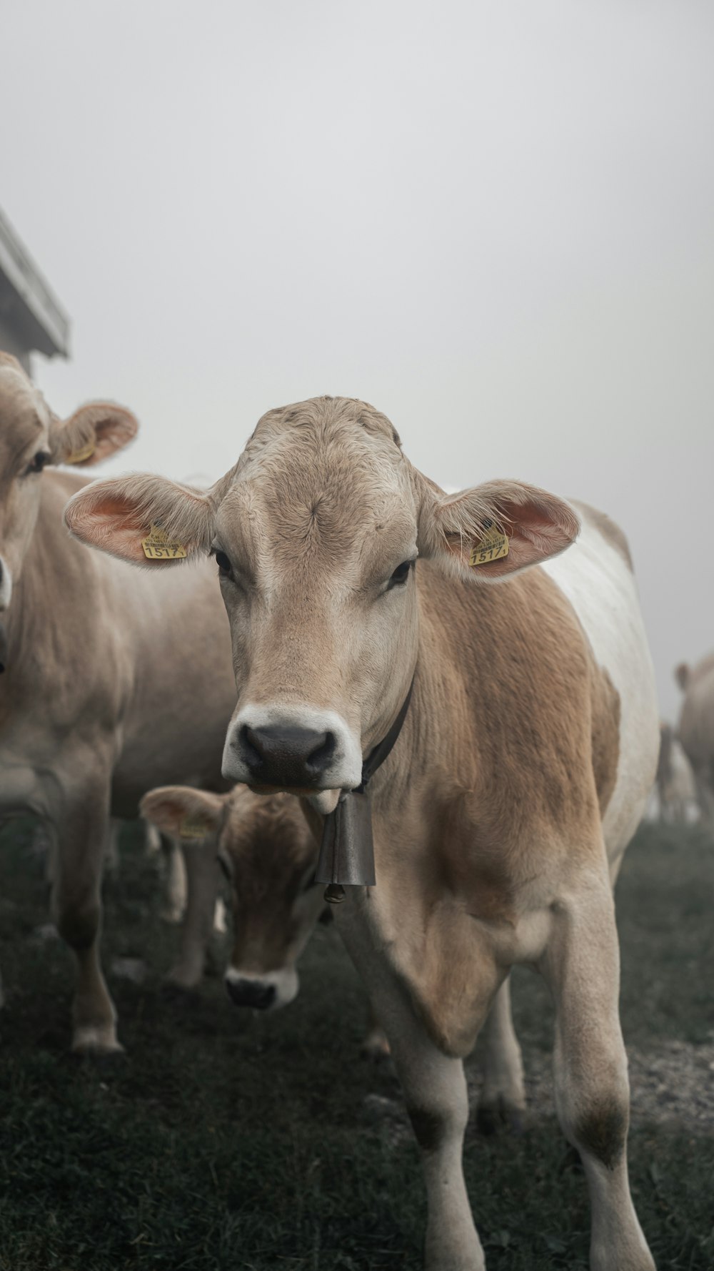 a herd of cattle standing on top of a grass covered field