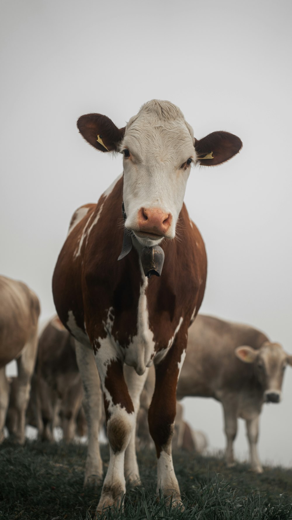 a brown and white cow standing on top of a grass covered field