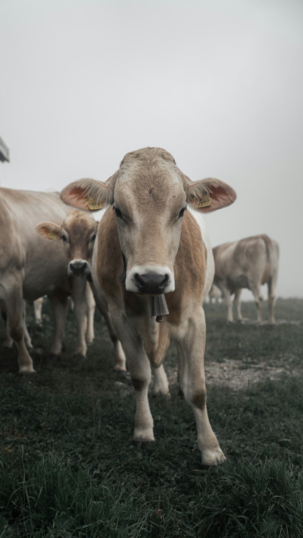 a herd of cows standing on top of a grass covered field