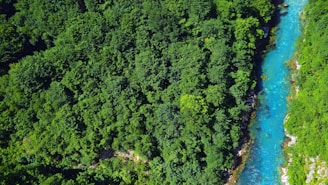 A serene aerial view of a lush green forest with a winding river under a clear blue sky.