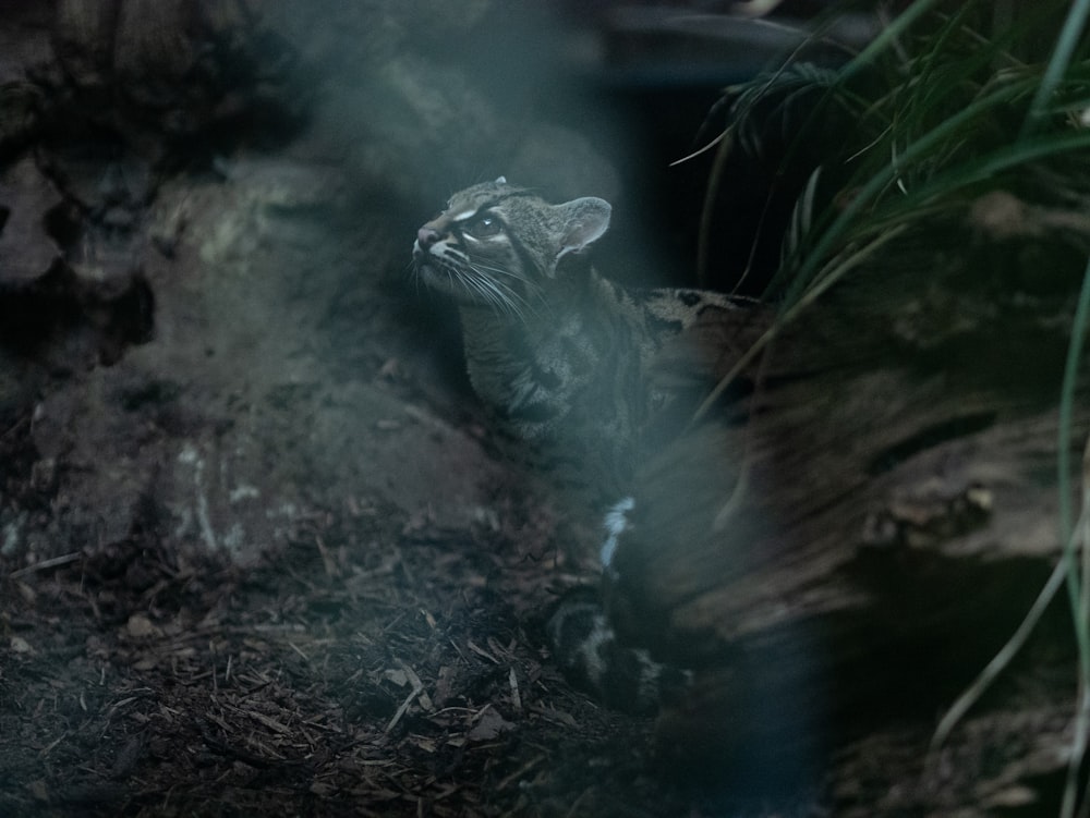 a small kitten is sitting in the dirt