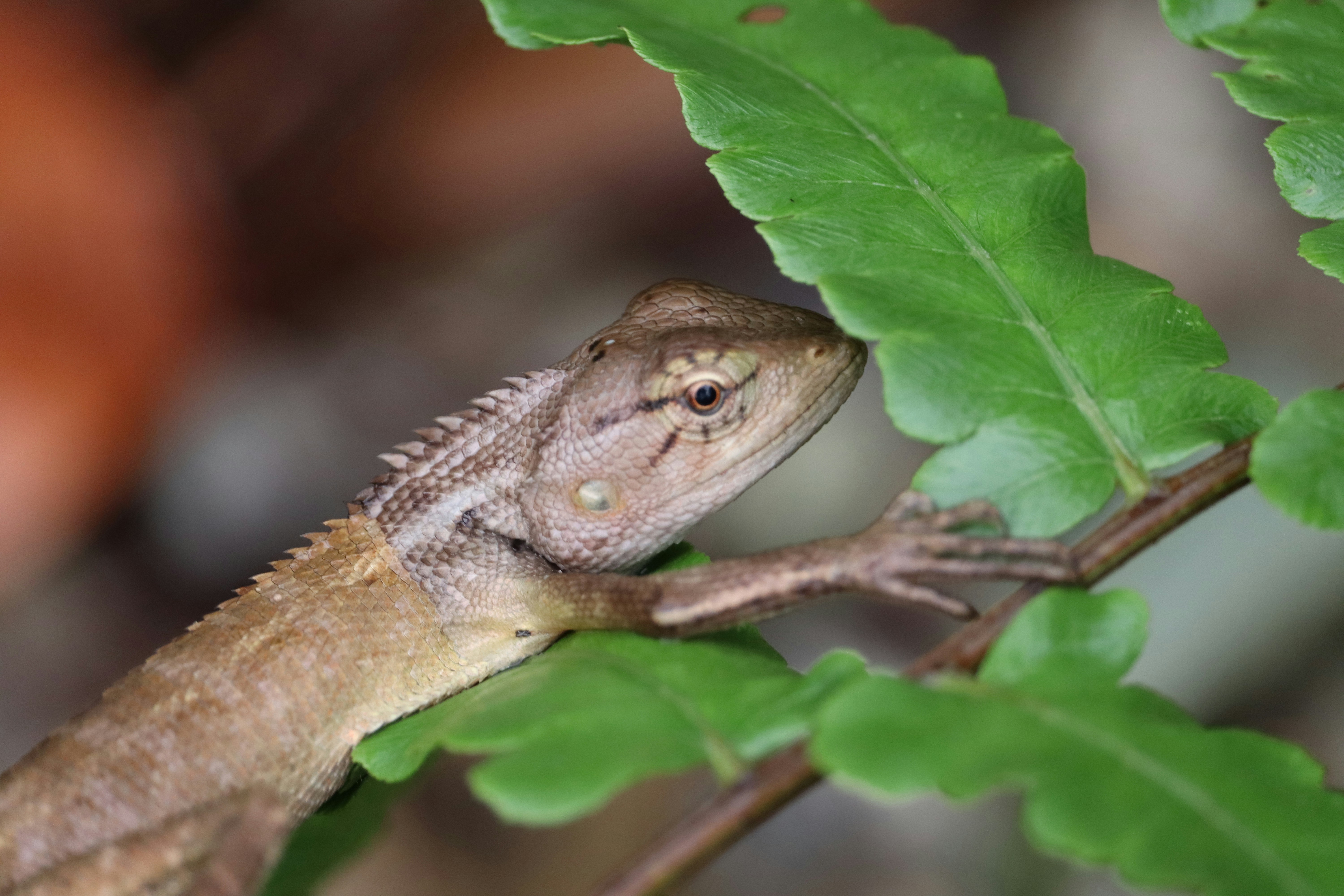 Photo by soonamwooeser