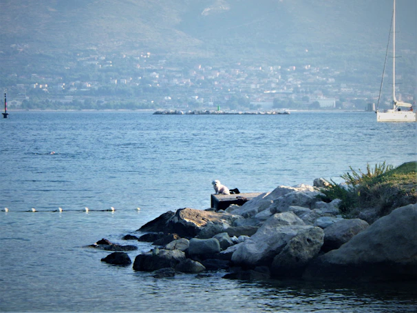 a couple of birds are sitting on some rocks
