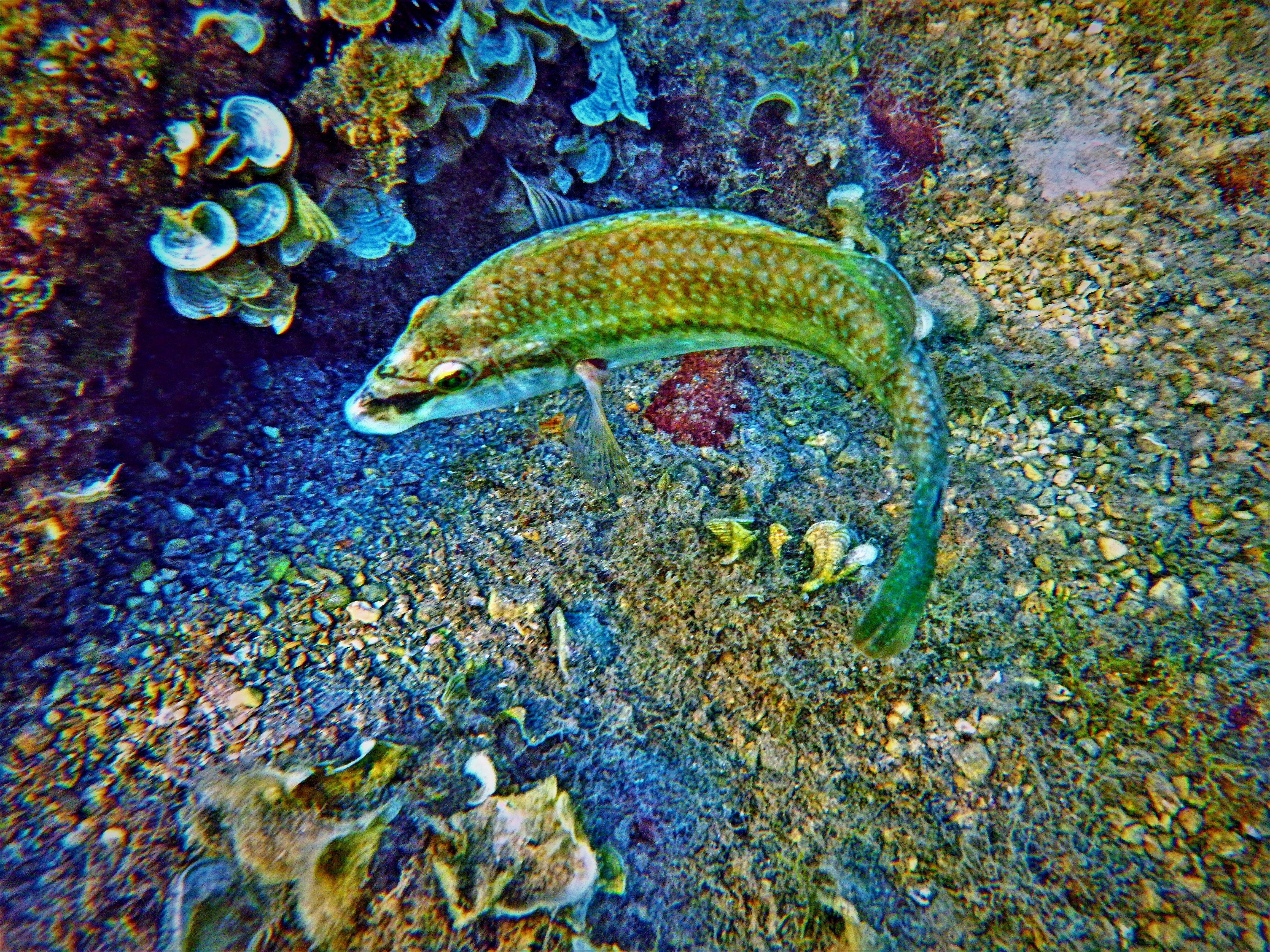 Dragon Goby: The Mud Monster (image credits: unsplash)