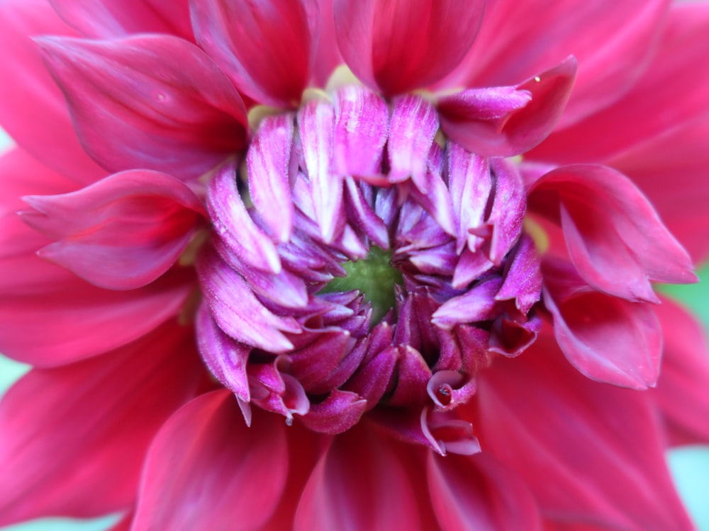 a close up of a pink flower with a green center