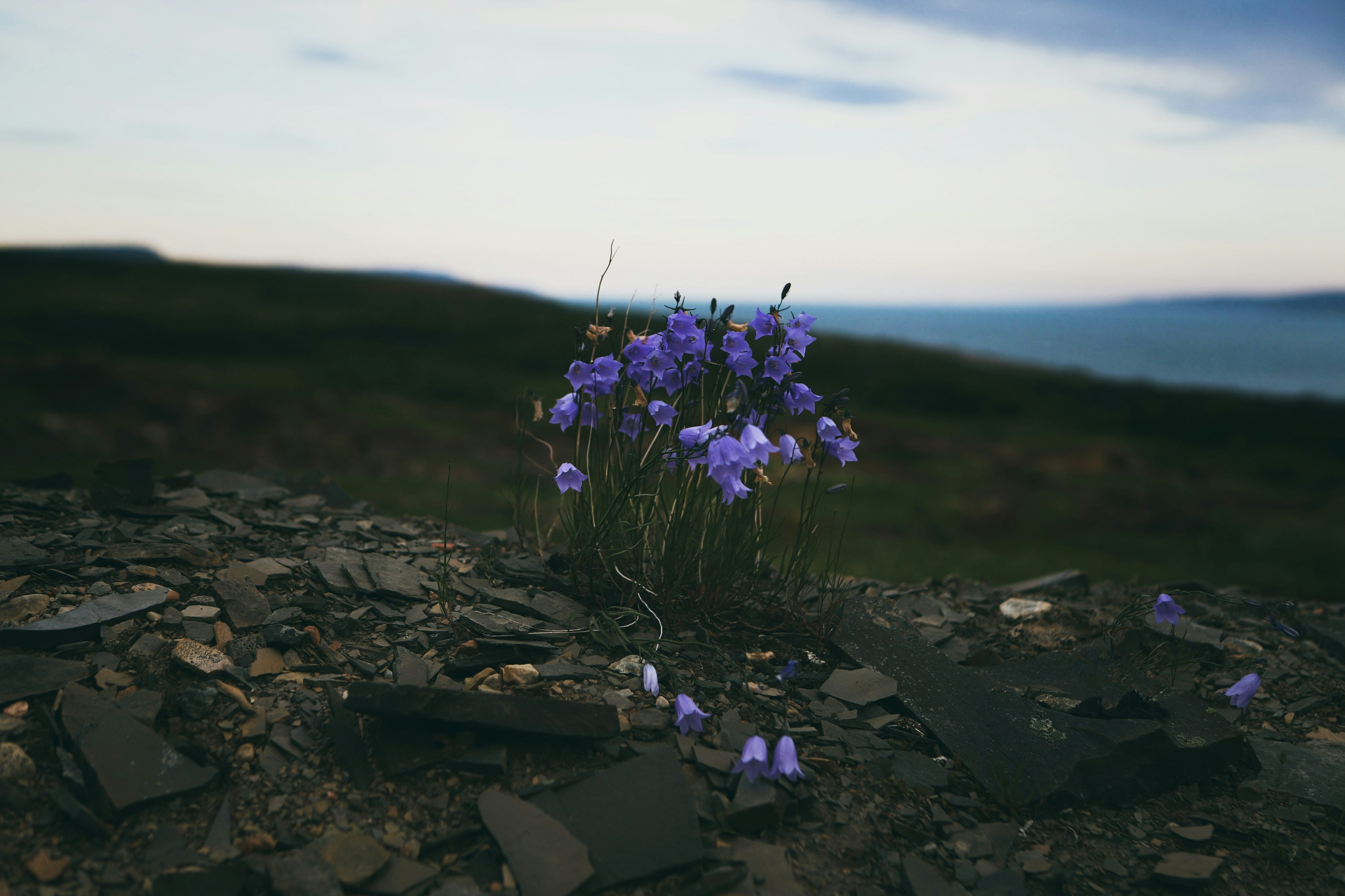 a bunch of purple flowers sitting on top of a rocky hillside