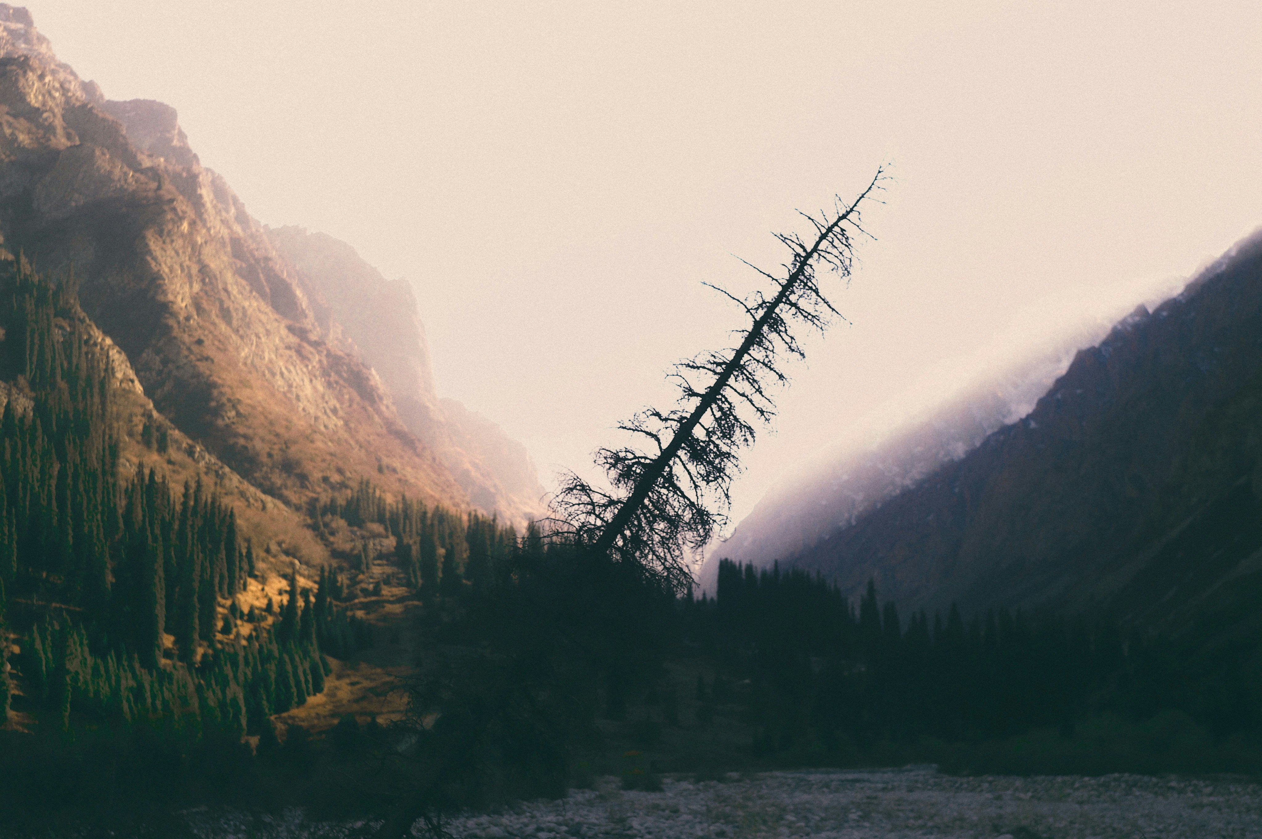 a view of a mountain with a tree in the foreground
