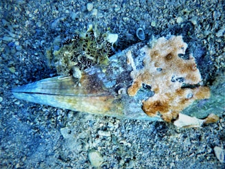 A large shell lies on the ocean floor, partially covered with marine growth and algae. The surface of the shell exhibits a rough texture with patches of orange and brown encrusting organisms. Surrounding the shell, the seabed is scattered with small stones and bits of shells.