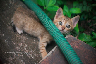 A curious kitten exploring a garden while dressed in a cozy green hoodie.