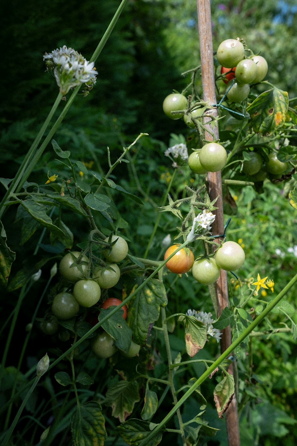 a bunch of tomatoes growing on a vine