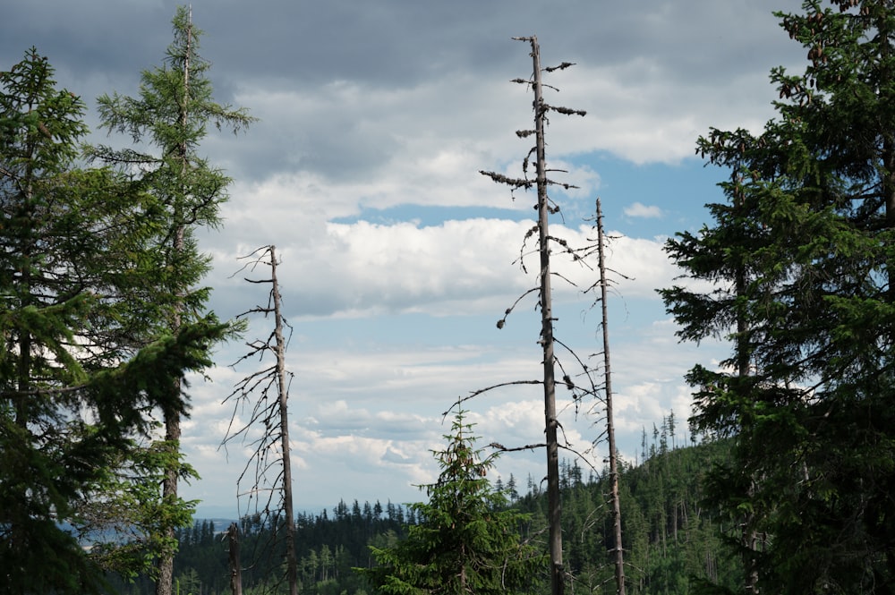 a forest filled with lots of tall trees